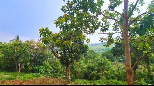 FOR SALE: Lot / Land / Farm Cavite 4