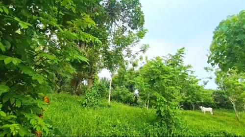 FOR SALE: Lot / Land / Farm Cavite 6