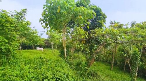 FOR SALE: Lot / Land / Farm Cavite 7