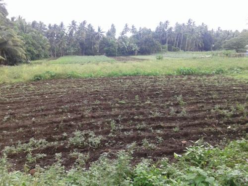 FOR SALE: Lot / Land / Farm Negros Oriental > Other areas