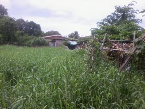FOR SALE: Lot / Land / Farm Cebu > Mandaue 3
