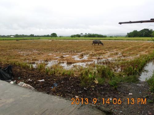 FOR SALE: Lot / Land / Farm Pangasinan 1
