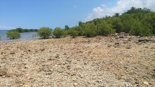 LOT DETAILS: â€¢         1,300 sqm more or less â€¢         Titled property â€¢         Has a wide beachfront â€¢         With access road from the main high way â€¢         Facing Tanon Strait and Negros Island â€¢         Location: Barili Cebu Philippin