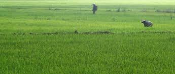 rice land