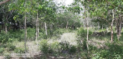 FOR SALE: Lot / Land / Farm Bohol > Other areas 1